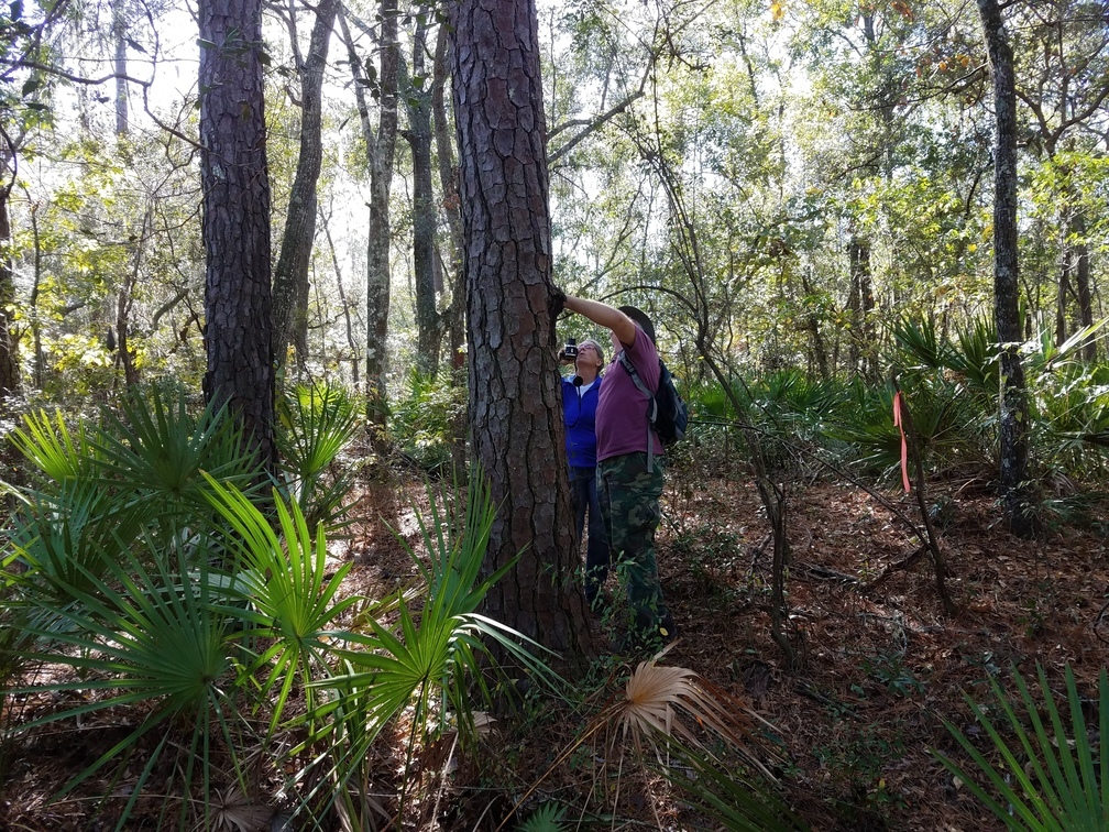 Gretchen and Chris inspecting a pine tree, 30.5852269, -83.0464122