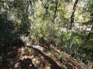 [Green and dry Alapaha River, 30.5833633, -83.0435942]