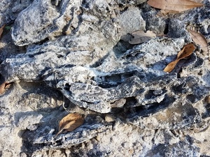 [Oysters closeup, 30.5840574, -83.0515484]