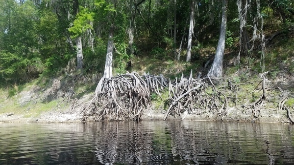 Nice roots, 2017:05:20 10:45:25, 30.3663140, -82.8730949 --jsq for WWALS
