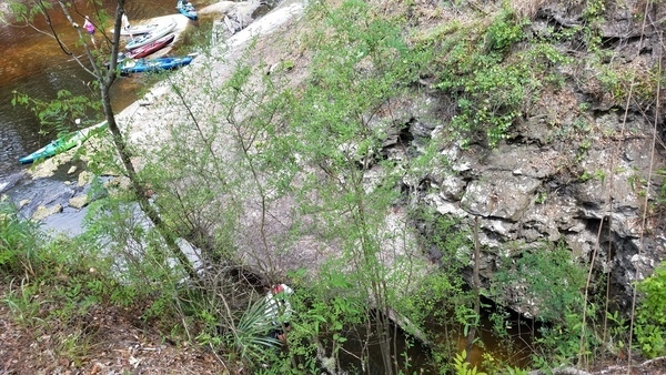 Try not to fall one someone's head, 2017:05:20 11:43:32, 30.3693900, -82.8884900 --jsq for WWALS