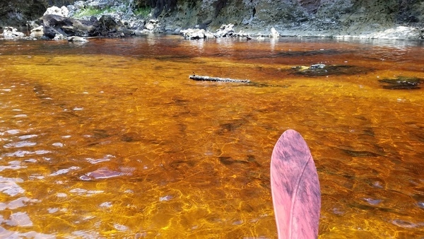 Yellow water, 2017:05:20 12:56:58, 30.3842900, -82.8892900 --jsq for WWALS