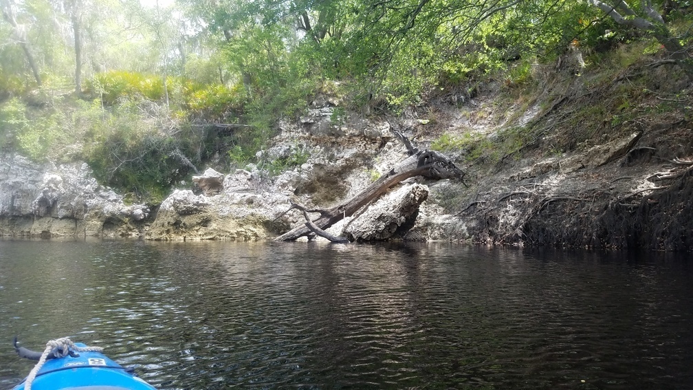 Fallen tree, 2017:05:20 11:22:13, 30.3669300, -82.8844600 --jsq for WWALS