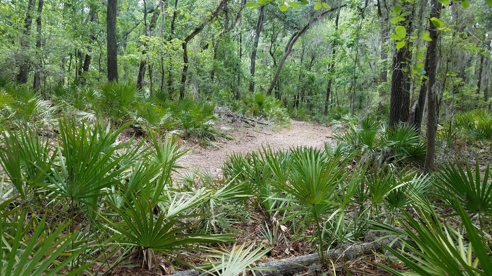 Road or trail, 2017:05:20 11:41:10, 30.3695300, -82.8884600 --jsq for WWALS