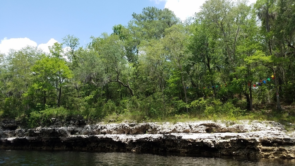 Festive landing, Crooked Branch Campsite, near CR 25A and SE 128th Ave., 2017:05:20 12:59:43, 30.3859100, -82.8887100 --jsq for WWALS