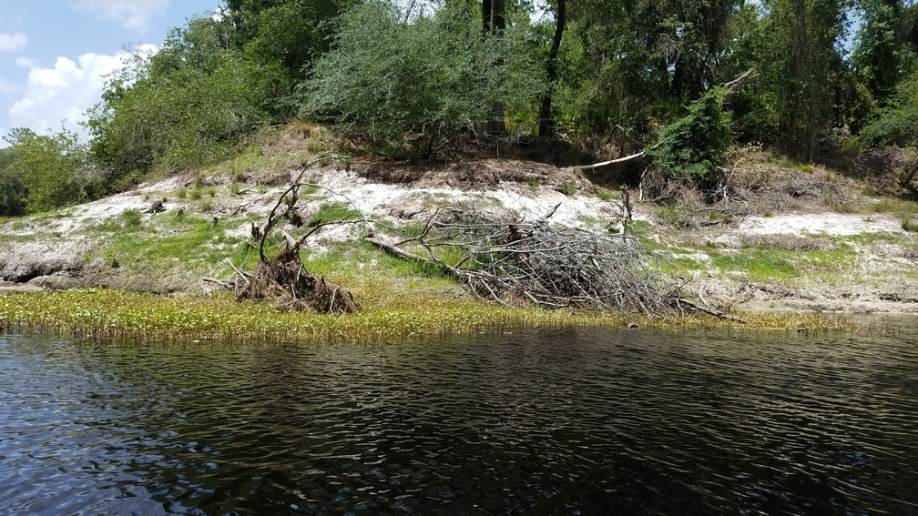 Natural vegetation or not?, 2017:05:20 14:07:11, 30.3862200, -82.9056900 --jsq for WWALS