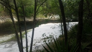 [Woods Ferry Tract Landing, 2017:05:20 08:54:39, 30.3615630, -82.8688362 --jsq for WWALS]