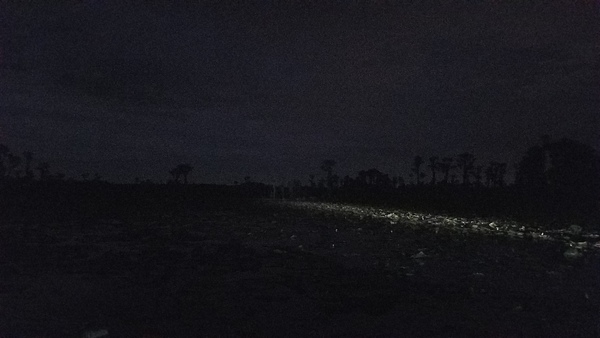 Here there be venemous serpents: lily pads at west edge of Banks Lake