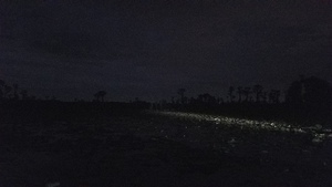 [Here there be venemous serpents: lily pads at west edge of Banks Lake]