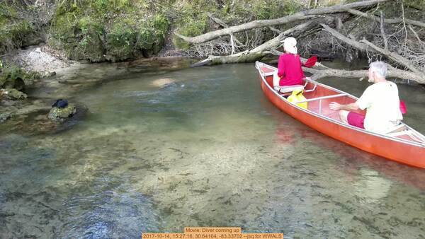 Movie: Diver coming up, 2017-10-14, 15:27:16, 30.64104, -83.33702 --jsq for WWALS