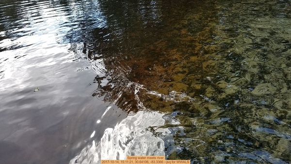 Spring water meets river, 2017-10-14, 15:11:21, 30.64106, -83.3366 --jsq for WWALS