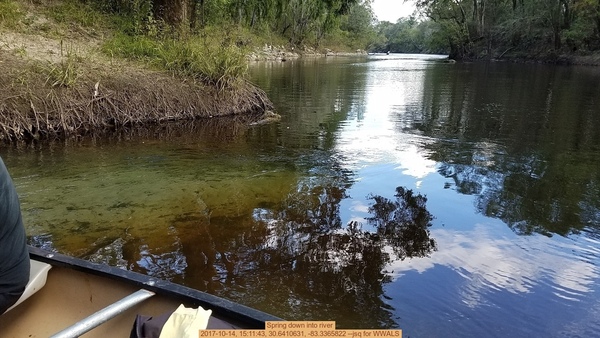 Spring down into river, 2017-10-14, 15:11:43, 30.6410631, -83.3365822 --jsq for WWALS