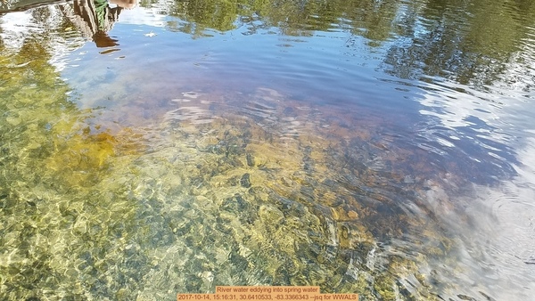 River water eddying into spring water, 2017-10-14, 15:16:31, 30.6410533, -83.3366343 --jsq for WWALS