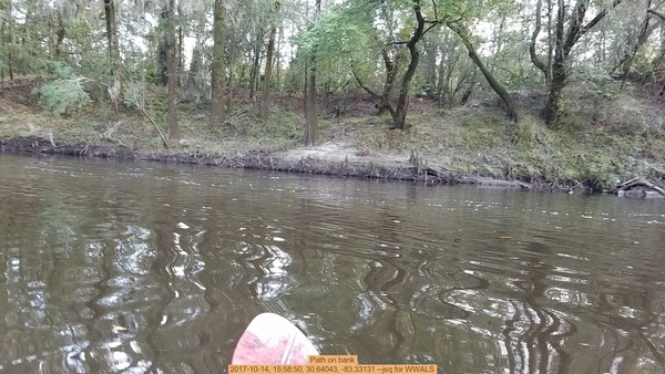 Path on bank, 2017-10-14, 15:58:50, 30.64043, -83.33131 --jsq for WWALS