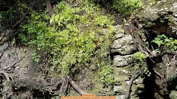 Climbing fern, 2017-10-14, 16:09:42, 30.64339, -83.32635 --jsq for WWALS