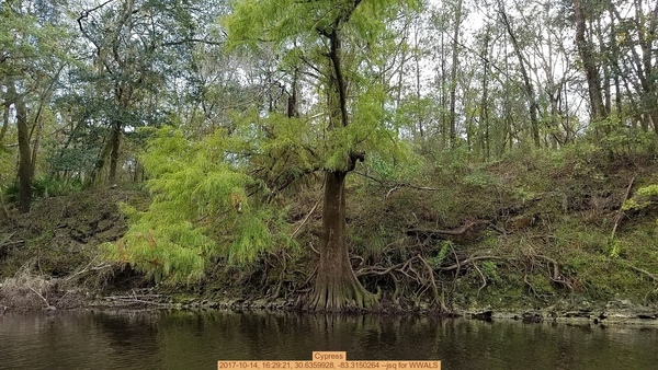 Cypress, 2017-10-14, 16:29:21, 30.6359928, -83.3150264 --jsq for WWALS