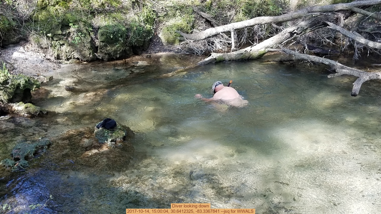 Diver looking down, 2017-10-14, 15:00:04, 30.6412325, -83.3367841 --jsq for WWALS
