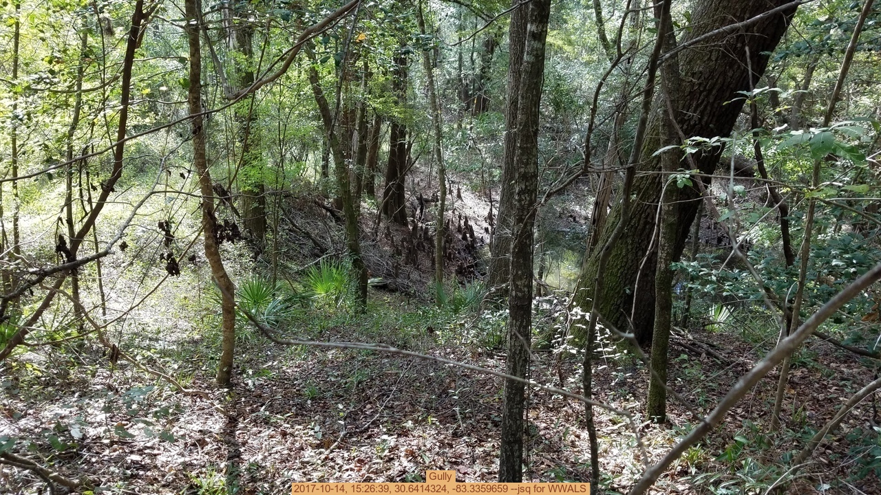 Gully, 2017-10-14, 15:26:39, 30.6414324, -83.3359659 --jsq for WWALS