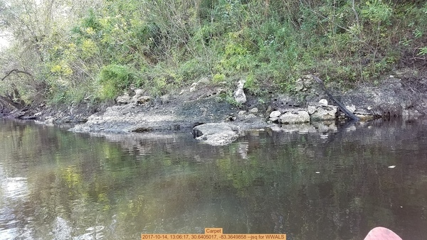 Carpet, 2017-10-14, 13:06:17, 30.6405017, -83.3649858 --jsq for WWALS