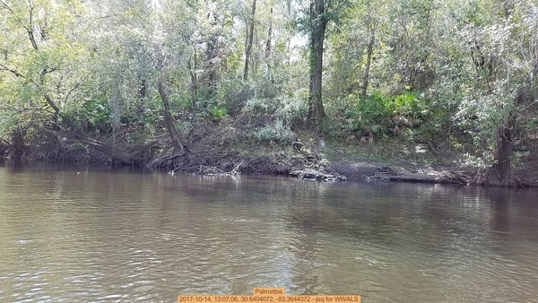 Palmettos, 2017-10-14, 13:07:06, 30.6404072, -83.3644372 --jsq for WWALS
