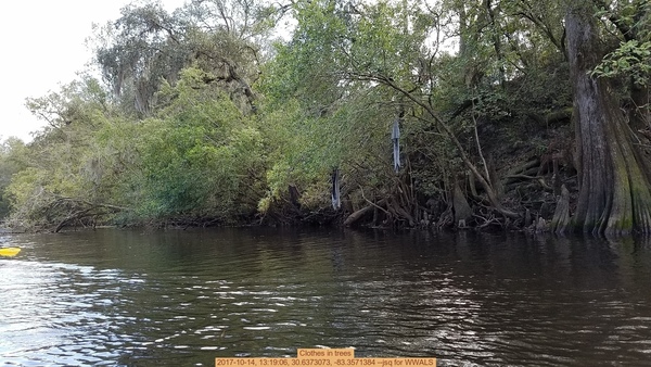 Clothes in trees, 2017-10-14, 13:19:06, 30.6373073, -83.3571384 --jsq for WWALS