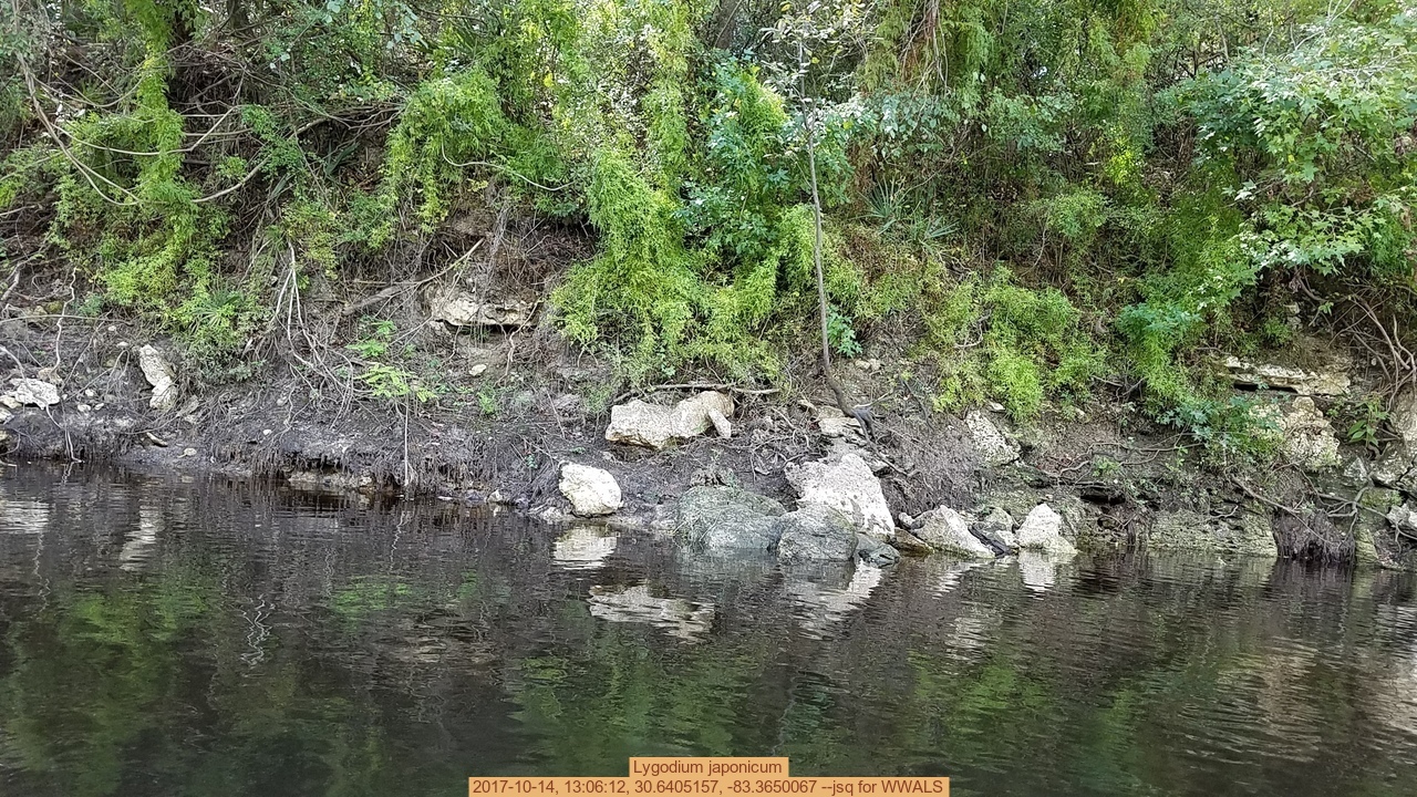 Lygodium japonicum, 2017-10-14, 13:06:12, 30.6405157, -83.3650067 --jsq for WWALS