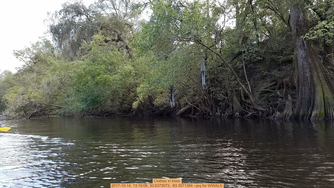 Clothes in trees, 2017-10-14, 13:19:06, 30.6373073, -83.3571384 --jsq for WWALS