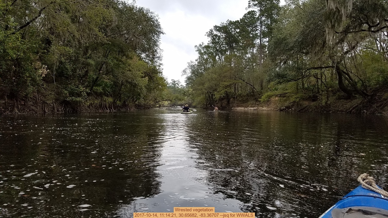 Wrested vegetation, 2017-10-14, 11:14:21, 30.65682, -83.36707 --jsq for WWALS