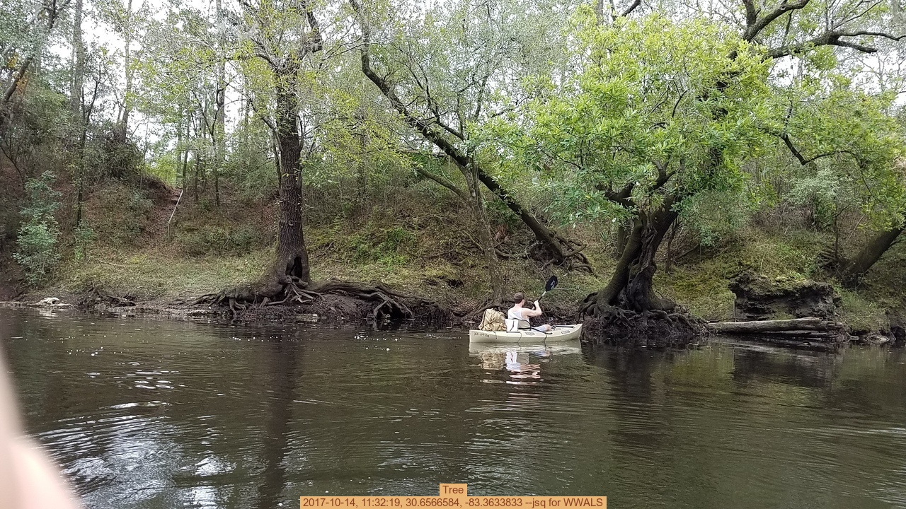 Tree, 2017-10-14, 11:32:19, 30.6566584, -83.3633833 --jsq for WWALS