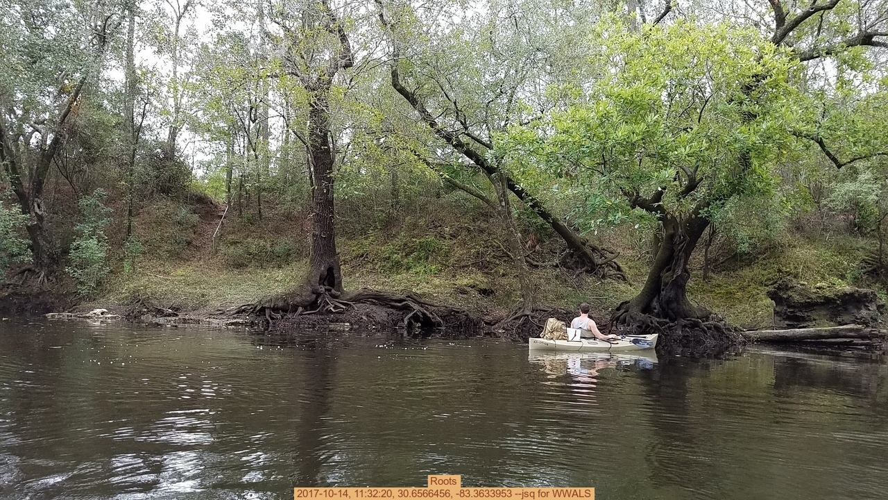 Roots, 2017-10-14, 11:32:20, 30.6566456, -83.3633953 --jsq for WWALS