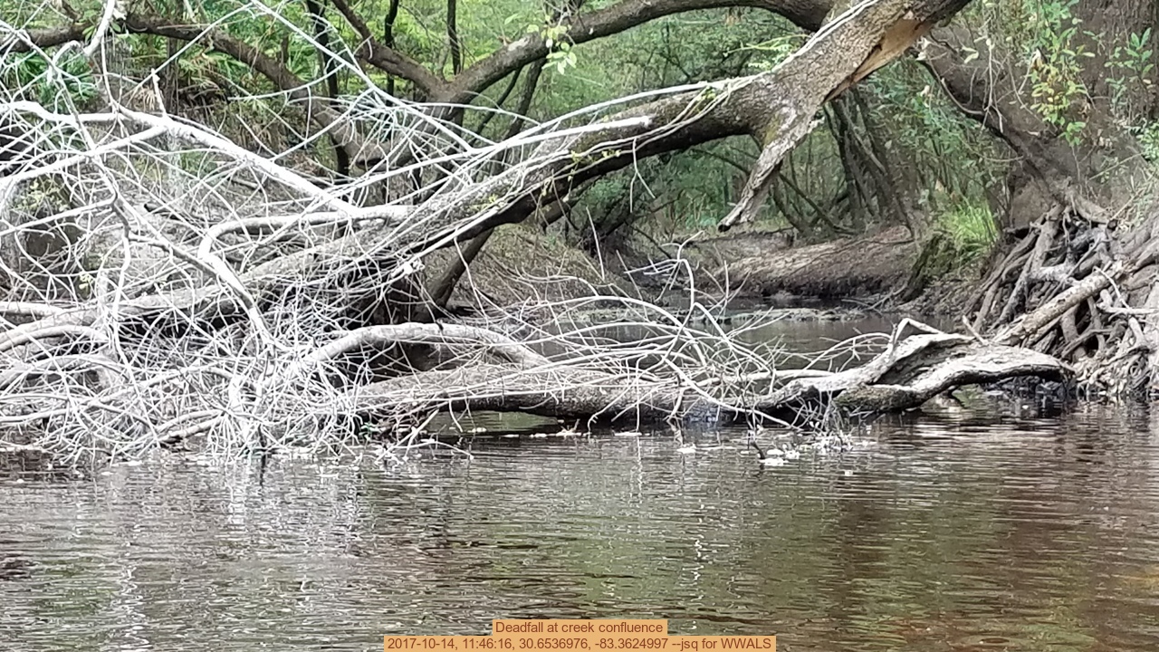 Deadfall at creek confluence, 2017-10-14, 11:46:16, 30.6536976, -83.3624997 --jsq for WWALS
