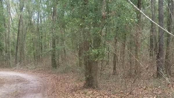 Movie: Canopy road of Jennings Bluff Tract, 11:42:33, 30.57117, -83.03997