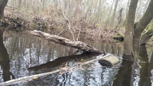 [Not cut by beaver, 10:41:16, 31.014627, -83.302429]