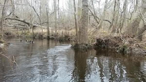 [Cypress knees (and marker?), 10:57:05, 31.018478, -83.303757]