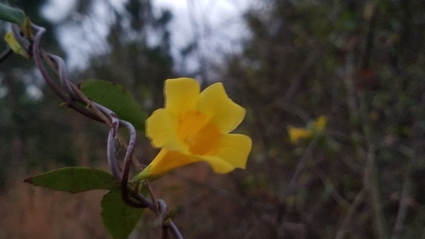 [Yellow Jessamine]