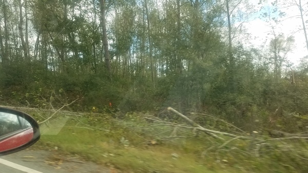 [Trees down, 16:05:13, 31.5100827, -83.7672460]