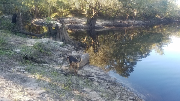 Withlacoochee River, 09:41:50, 30.8471348, -83.3473936