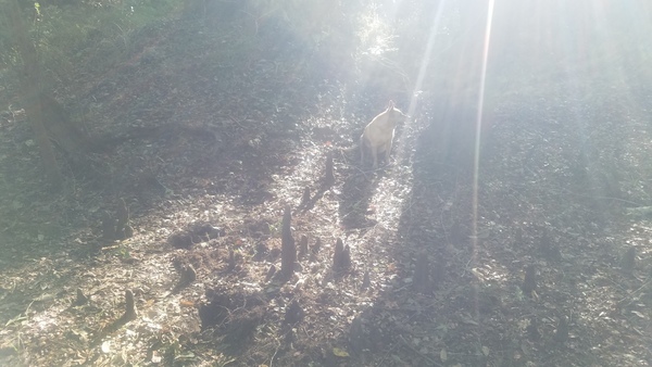 [Yellow Dog sunbeams, 09:54:25, 30.8465754, -83.34735]