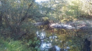 [Withlacoochee River upstream, 09:37:23, 30.8471536, -83.3475122]