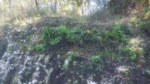 [Fern and rock, 13:37:28, 30.6327702, -83.3093009]