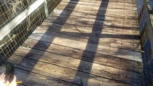 [Snake on boardwalk]