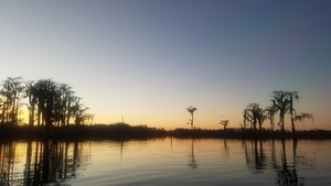 [Line of Sand Hill Cranes, 17:43:46, 31.0224154, -83.0950225]