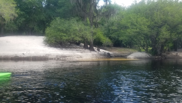 Hunter Creek, right bank, into the Suwannee River, 11:23:55, 30.4831568, -82.7017798