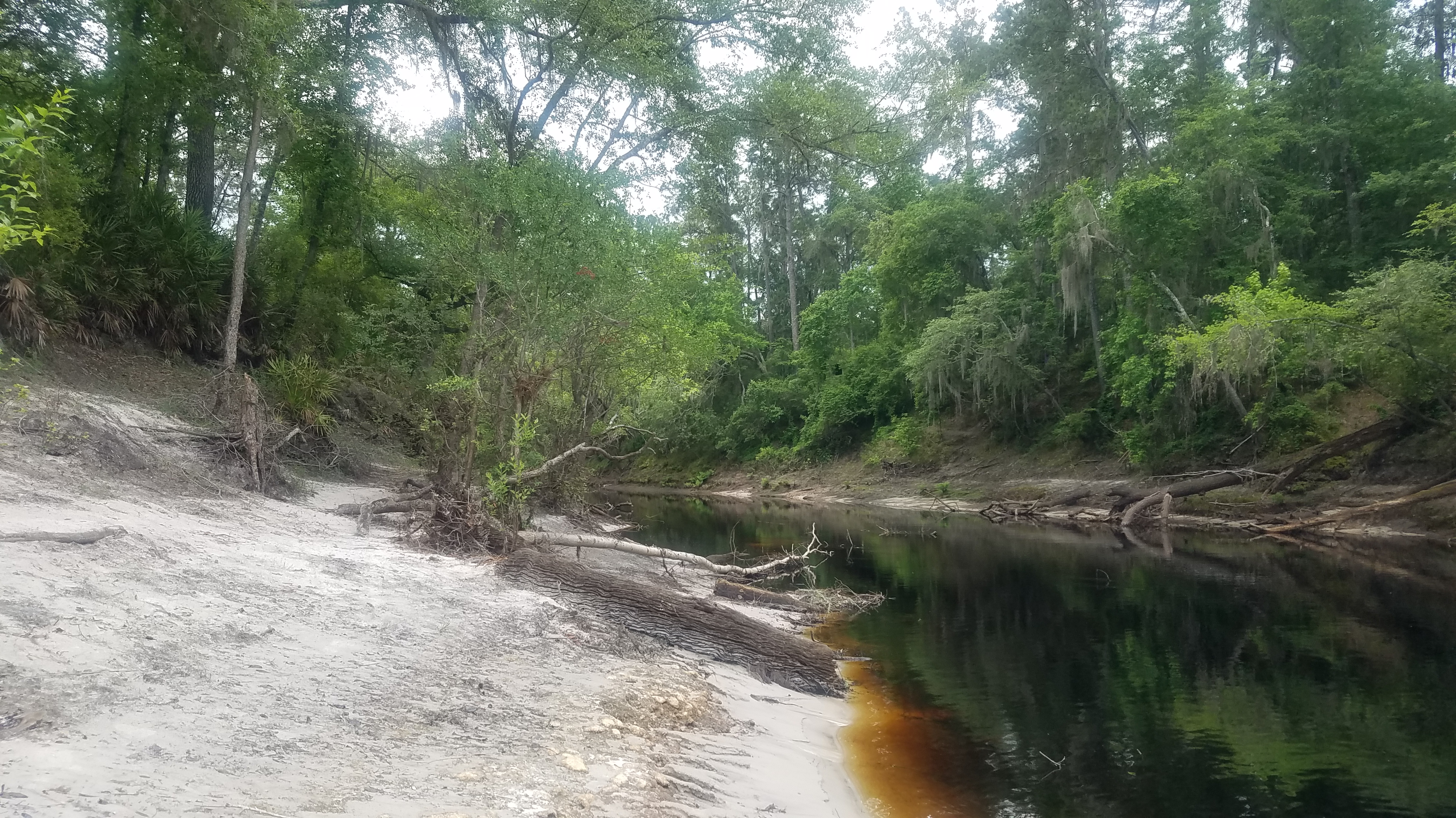 Downstream from Cone Bridge Ramp, 14:22:17, 30.4449654, -82.6711394