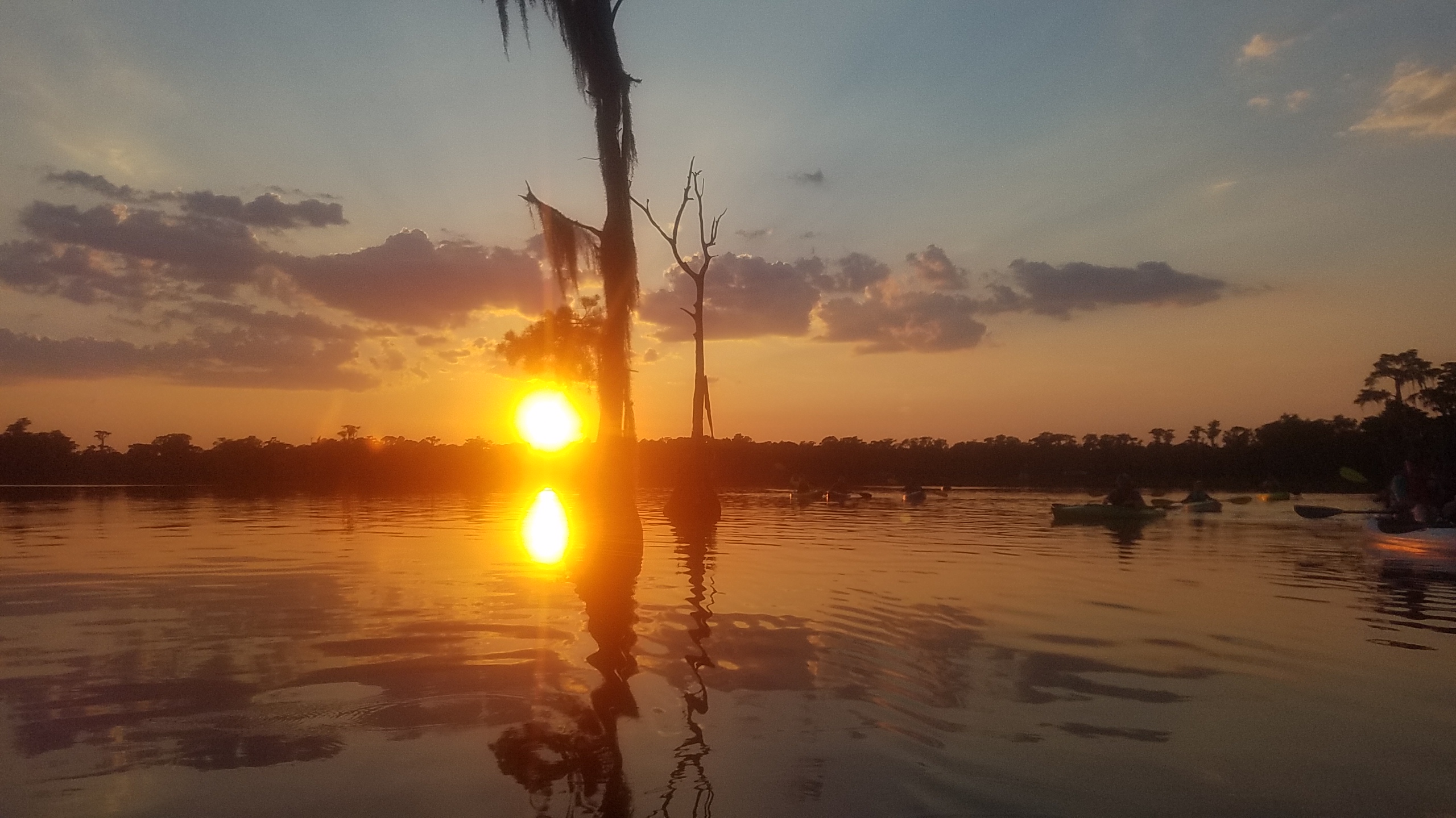 Spanish moss