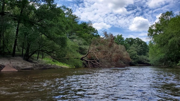 [Oak on left bank, 12:29:45, 30.8269692, -83.3929856]