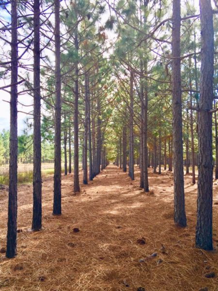 Rows of planted pines