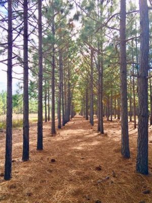 [Rows of planted pines]