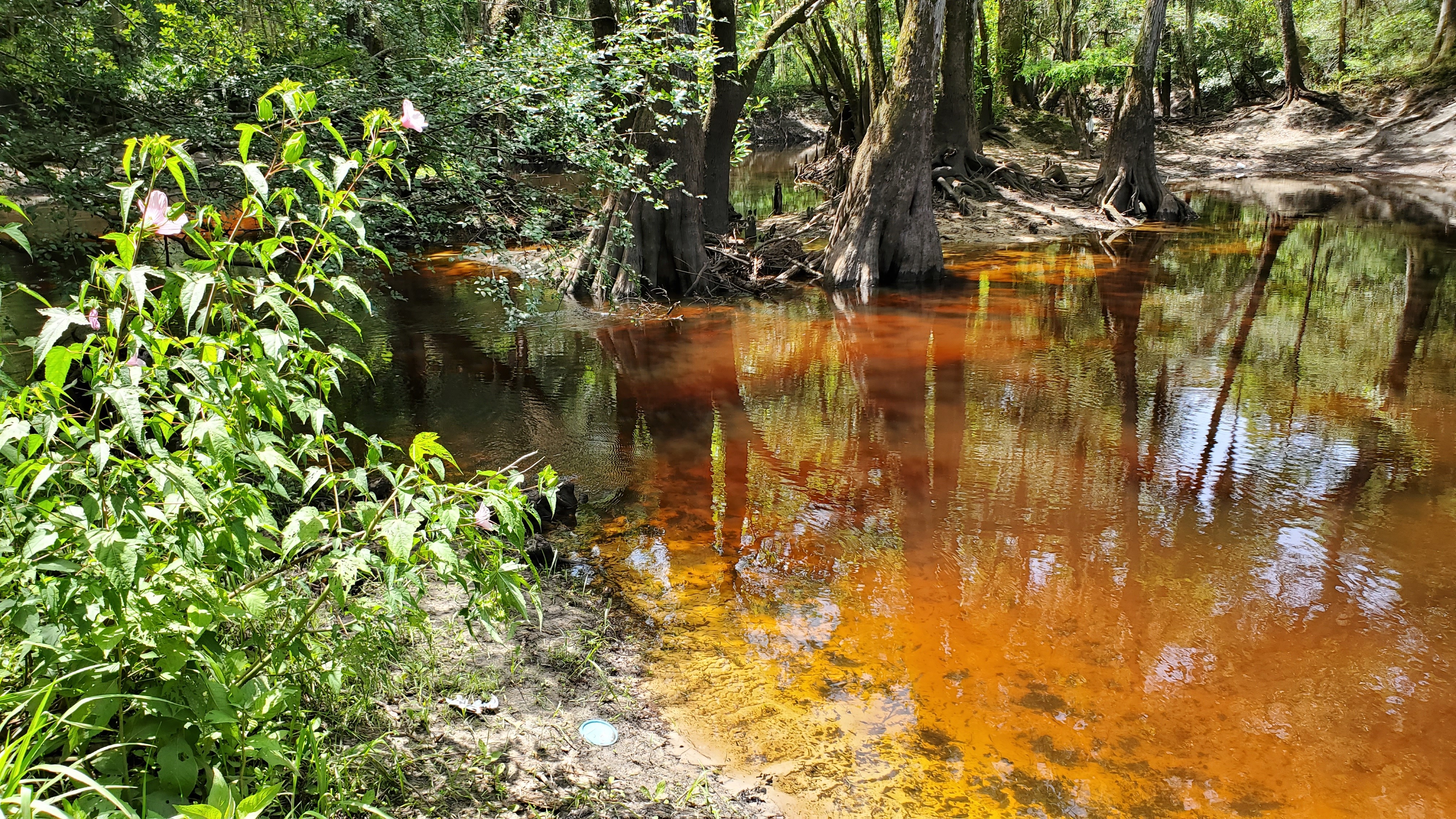 Beside tea-colored Withlacoochee River