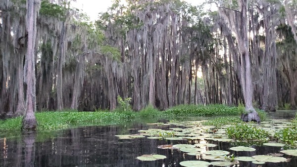 [Sun setting on lily pads]